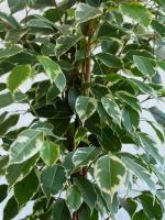 De ce frunze Ficus benjamina cad? sfaturi simple despre cum să păstreze coroana bogată