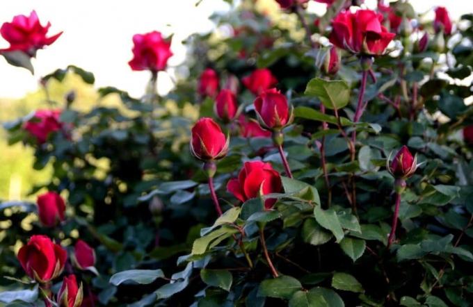 Grow trandafir parfumat, nu este dificil, dacă știi „ce este.“ Foto: alena-flowers.ru