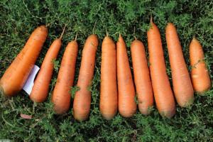 În mod corespunzător colectează și păstrează morcov delicioase: finețe