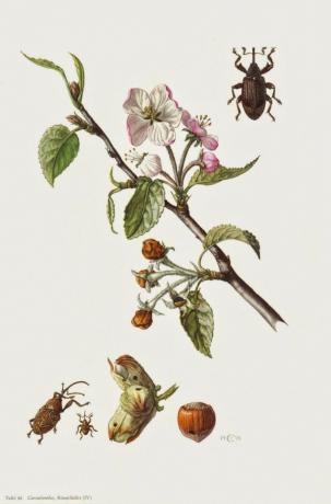 mere floare Gândacul