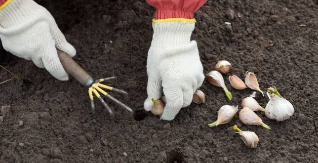 Este timpul pentru a începe de plantare usturoi de iarnă!