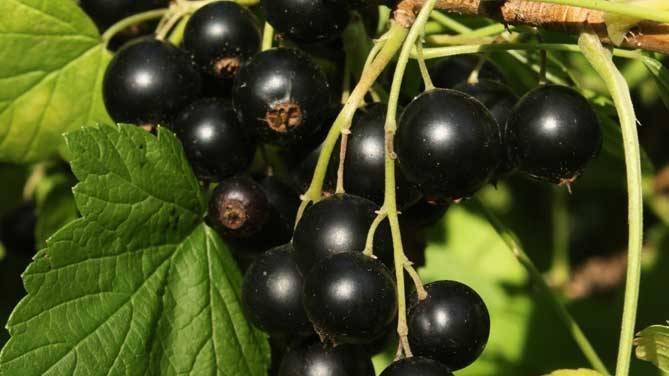 Fructe de padure coacăze negre. Foto de pe Internet