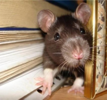 De ce șoareci și șobolani fire mușca?