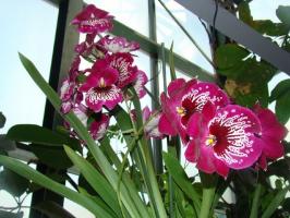 Îngrijire orhidee Milton acasă