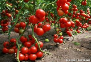 Când și cum să eliminați frunzele de tomate