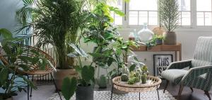 Care dintre plante de interior va fi un aspect perfect într-un hol interior, dormitor sau bucatarie. 7 idei de design