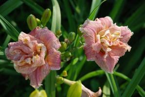 Top 5 cele mai bune soiuri moderne de daylilies