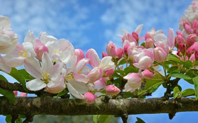 Apple a floare - unul dintre simbolurile primăvara a venit!