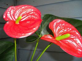 Cum de a face Anthurium (bărbați fericire) floare frumoasă