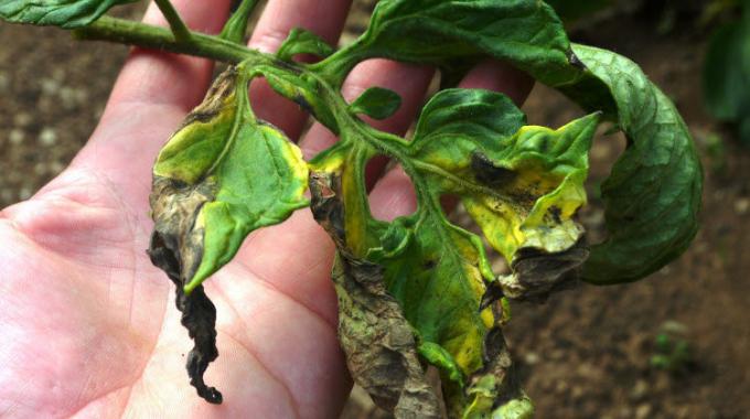 Frunzele de tomate, deteriorate din cauza Phytophthora