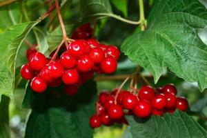 Viburnum roșu - fructe de padure super-sanatoase. Cum să se ocupe și de magazin de iarnă