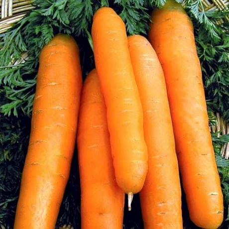 soiuri de morcovi, "Nantes 4" (abekker.ru)