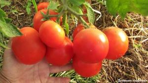 Creșterea randamentului și numărul ovarelor tomatei