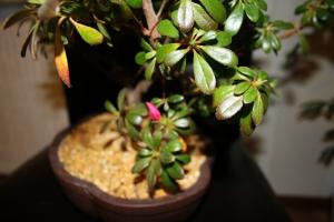 Salvarea Azalea - de ce planta picături frunze și ce să facă pentru a rezolva problema?
