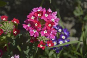 Verbena - flori frumos, cu un miros plăcut, pentru care se poate lua cu greu de îngrijire