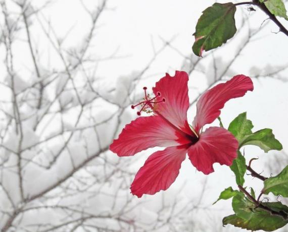 Hibiscus floare în timpul iernii, atunci când acestea sunt în căldură, dar apoi vara nu poate arunca muguri. Ilustrații pentru un articol preluat de pe internet