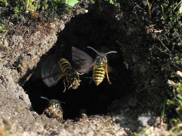 Cum să scapi de cuiburi de viespi în pământ? | ZikZak