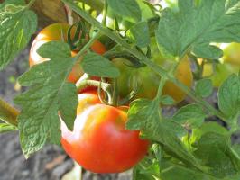 Tomate pasiune-2. Ce ar trebui să roșiile în luna august
