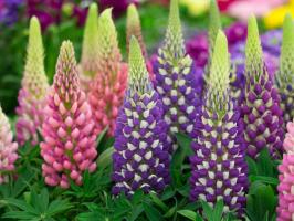 Lupin: frumoase flori de gradina. Caracteristicile de cultivare