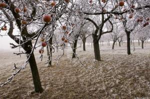 3 cauze majore ale bolilor de pomi fructiferi