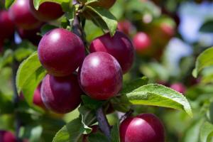5 sfaturi importante care nu se încadrează prune