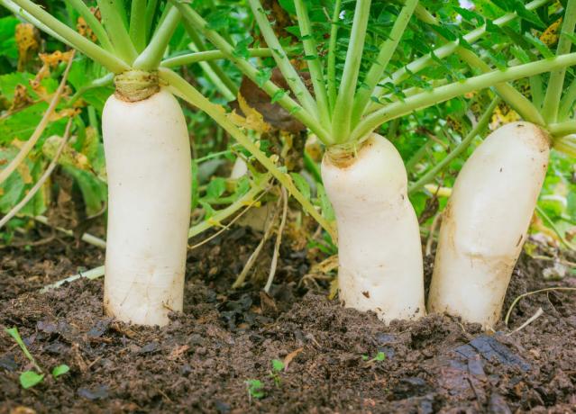 Ridiche în grădină: o legumă suculent rădăcină este bun în salate