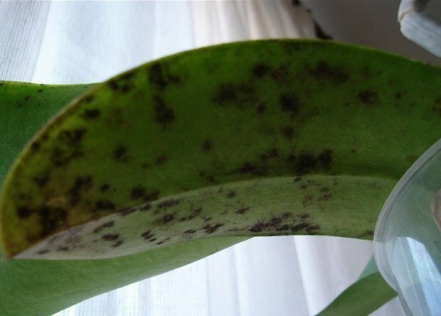 ciuperca sooty pe orhidee ( https://agronomu.com/)
