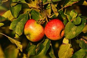 Cât de ușor să se propage pomi fructiferi