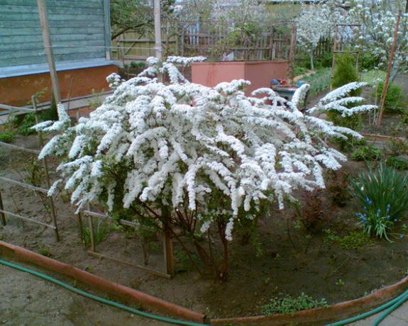 Spirea Bush Young. Foto: sadengels.ucoz.ru