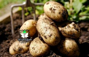 Ca cartofi Kartos plantat - o experiență unică a abonatului
