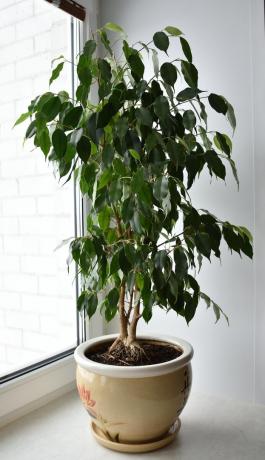Ficus benjamina - mândria mea (fotografia din arhiva personală)
