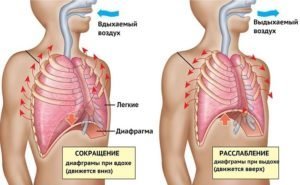 Respiratia abdominala: beneficiile si dauneaza, aparate, recenzii