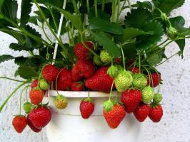 Cum să colecteze căpșuni pe pervazul ferestrei pe tot parcursul anului 🍓
