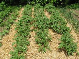 Cum de a planta cartofii sub paie? Fără mușuroirea, minus 3 si cat mai multe de 5 +