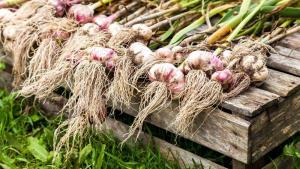 ⚡ Cum să nu piardă colecția de usturoi în grădină. Alegerea timpului optim