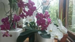 Ce trebuie să știți despre Phalaenopsis. Unele caracteristici de cultivare