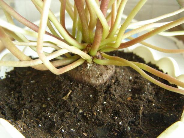 Cyclamen sănătoase după transplant. Notă: La fel ca toate plantele tuberculate, ciclamen place solul afânat. Foto: Yandex. poze