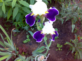 Posada bărbos irisi în luna septembrie. De ce nu înfloresc în timpul verii. Nuante de aterizare