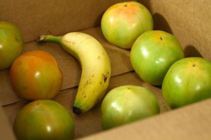 Banana într-o cutie cu rosii verzi | Gradinarit si Horticultură