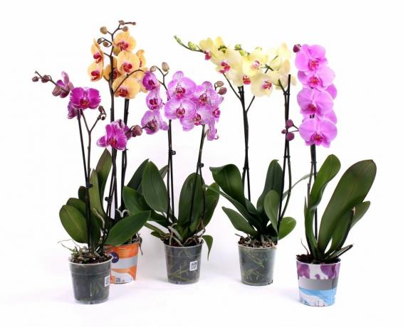 Phalaenopsis după cumpărare - o priveliște frumoasă. În timp ce ...