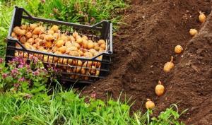 Cine va fi amendat pentru cartofii de plantare personală?