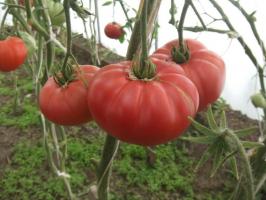 Celebre Minusinsk tomate. Soiurile care sunt testate timp