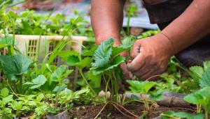 Prelucrarea și fertilizarea căpșuni în luna august: tufisurilor si a culturilor de sănătate este în mâinile noastre