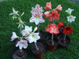 Cum de a face gippeastrum floare de două ori pe an