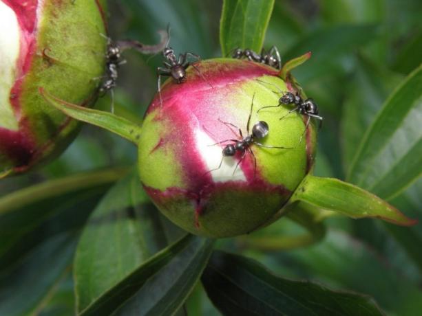 De ce furnicile sunt atât de pasionat de bujor? Răspunsul este simplu: ei tratație nectar dulce. Aceasta este o fotografie și apoi luate de pe internet