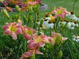 De ce nu înfloresc daylilies în grădini
