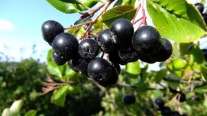 Chokeberry Aronia - proprietăți utile, plantare, îngrijire