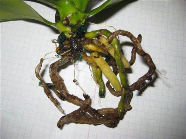 rădăcini putrezite Phalaenopsis