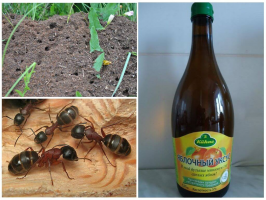 Cum sa scapi de furnici în primăvară: rezultatul după 30 de minute