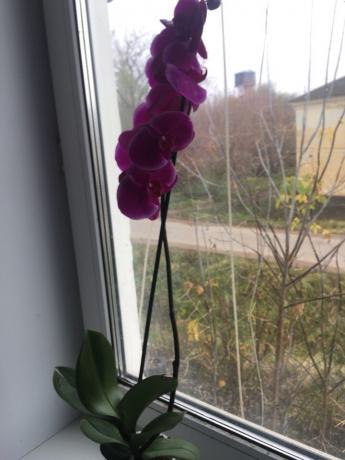 Phalaenopsis săgeată înflorit